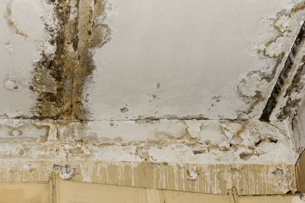 Best Water damage restoration near me  in Tye, TX